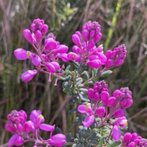 Comesperma ericinum at Mallacoota, VIC - 10 Sep 2023 11:23 AM