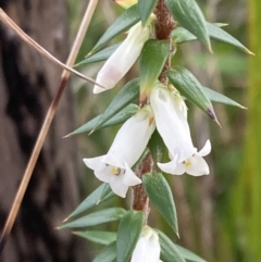 Epacris impressa (Common Heath) at Mallacoota, VIC - 10 Sep 2023 by AnneG1