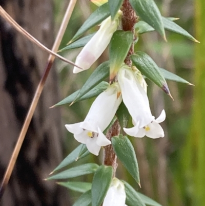 Epacris impressa (Common Heath) at Mallacoota, VIC - 10 Sep 2023 by AnneG1