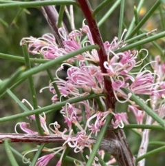 Hakea decurrens (Bushy Needlewood) at Mallacoota, VIC - 10 Sep 2023 by AnneG1