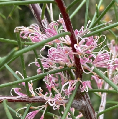 Hakea decurrens (Bushy Needlewood) at Mallacoota, VIC - 10 Sep 2023 by AnneG1