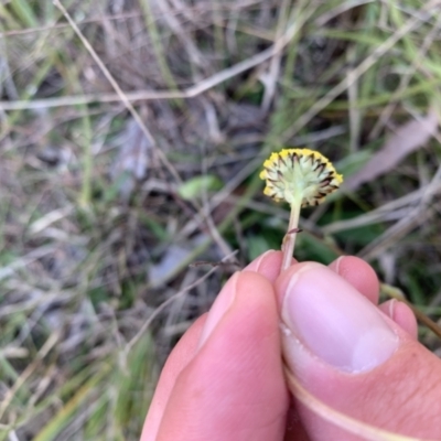 Craspedia variabilis (Common Billy Buttons) at Sutton, NSW - 15 Sep 2023 by JT1997
