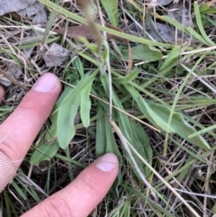 Craspedia variabilis at Sutton, NSW - 15 Sep 2023