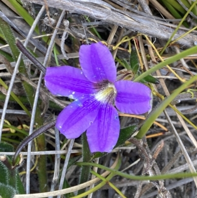 Scaevola ramosissima (Hairy Fan-flower) at Mallacoota, VIC - 10 Sep 2023 by AnneG1