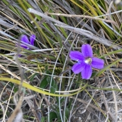 Scaevola ramosissima at Mallacoota, VIC - 10 Sep 2023 11:21 AM