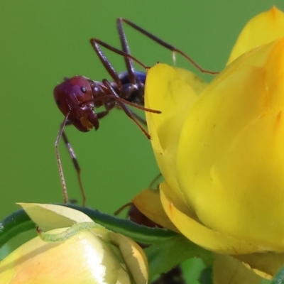 Iridomyrmex purpureus at Wodonga, VIC - 16 Sep 2023 by KylieWaldon