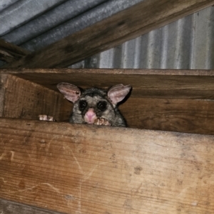 Trichosurus vulpecula at Braidwood, NSW - 17 Sep 2023 05:35 PM