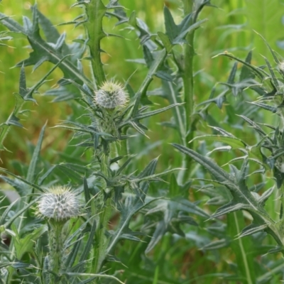 Cirsium vulgare (Spear Thistle) at Wodonga, VIC - 16 Sep 2023 by KylieWaldon