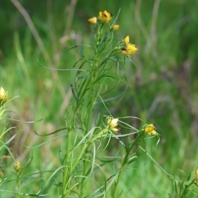 Xerochrysum viscosum (Sticky Everlasting) at Wodonga, VIC - 16 Sep 2023 by KylieWaldon