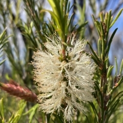 Melaleuca armillaris (Bracelet Honey Myrtle) at Mallacoota, VIC - 10 Sep 2023 by AnneG1