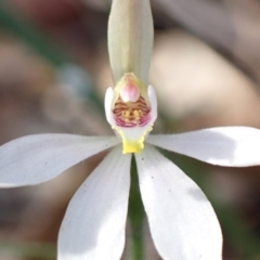 Caladenia carnea (Pink Fingers) at Mallacoota, VIC - 10 Sep 2023 by AnneG1