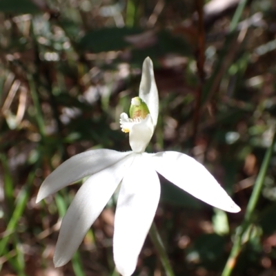 Caladenia catenata (White Fingers) at Mallacoota, VIC - 10 Sep 2023 by AnneG1