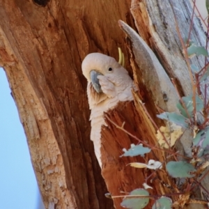 Cacatua galerita at Hughes, ACT - 17 Sep 2023 01:51 PM