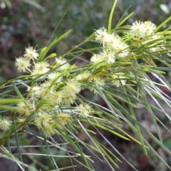 Acacia cognata (Bower Wattle, River Wattle) at Mallacoota, VIC - 9 Sep 2023 by AnneG1