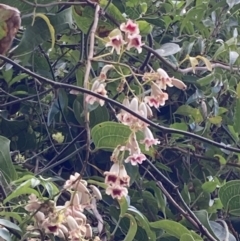 Pandorea pandorana (Wonga Wonga Vine) at Mallacoota, VIC - 9 Sep 2023 by AnneG1