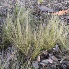 Nassella trichotoma at Jerrabomberra, NSW - 17 Sep 2023