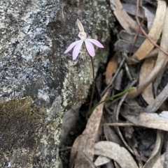 Caladenia fuscata (Dusky Fingers) at Mount Jerrabomberra - 17 Sep 2023 by Steve_Bok