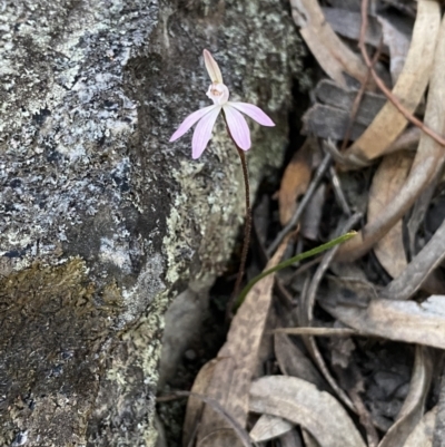 Caladenia fuscata (Dusky Fingers) at Mount Jerrabomberra - 17 Sep 2023 by Steve_Bok