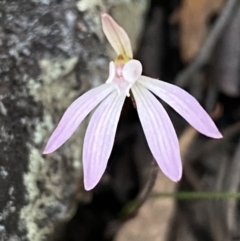 Caladenia fuscata at Jerrabomberra, NSW - 17 Sep 2023