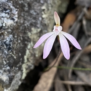 Caladenia fuscata at Jerrabomberra, NSW - 17 Sep 2023