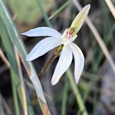 Caladenia fuscata (Dusky Fingers) at Jerrabomberra, NSW - 17 Sep 2023 by SteveBorkowskis