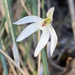 Caladenia fuscata at Jerrabomberra, NSW - 17 Sep 2023