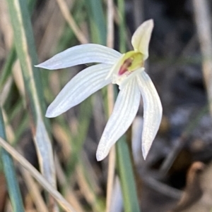 Caladenia fuscata at Jerrabomberra, NSW - 17 Sep 2023