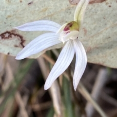 Caladenia fuscata at Jerrabomberra, NSW - 17 Sep 2023