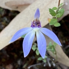 Cyanicula caerulea (Blue Fingers, Blue Fairies) at Jerrabomberra, NSW - 17 Sep 2023 by Steve_Bok