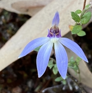 Cyanicula caerulea at Jerrabomberra, NSW - suppressed