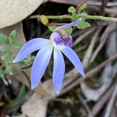 Cyanicula caerulea at Jerrabomberra, NSW - suppressed