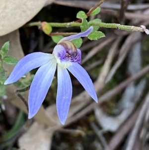 Cyanicula caerulea at Jerrabomberra, NSW - suppressed