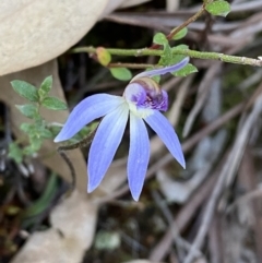 Cyanicula caerulea at Jerrabomberra, NSW - 17 Sep 2023