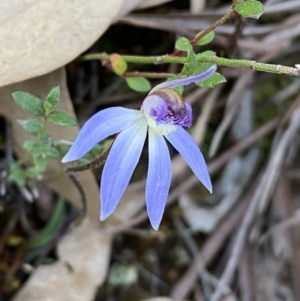 Cyanicula caerulea at Jerrabomberra, NSW - suppressed