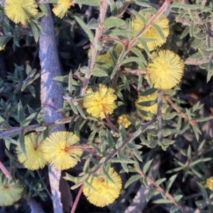 Acacia gunnii at Jerrabomberra, NSW - 17 Sep 2023