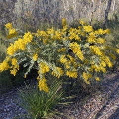 Acacia cultriformis (Knife Leaf Wattle) at Mount Jerrabomberra QP - 17 Sep 2023 by Steve_Bok