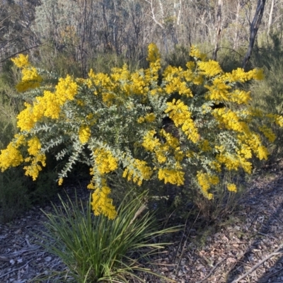 Acacia cultriformis (Knife Leaf Wattle) at Mount Jerrabomberra - 17 Sep 2023 by Steve_Bok