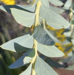 Acacia cultriformis at Jerrabomberra, NSW - 17 Sep 2023 04:38 PM