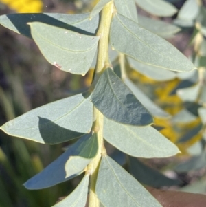 Acacia cultriformis at Jerrabomberra, NSW - 17 Sep 2023