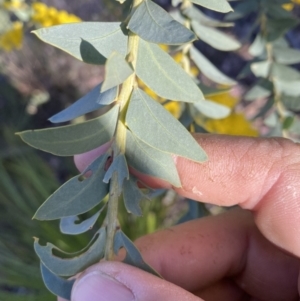 Acacia cultriformis at Jerrabomberra, NSW - 17 Sep 2023 04:38 PM