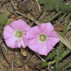 Convolvulus angustissimus subsp. angustissimus (Australian Bindweed) at Strathnairn, ACT - 17 Sep 2023 by AlisonMilton