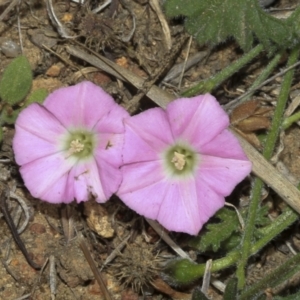 Convolvulus angustissimus subsp. angustissimus at Strathnairn, ACT - 17 Sep 2023 11:59 AM