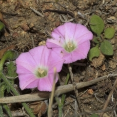 Convolvulus angustissimus subsp. angustissimus at Strathnairn, ACT - 17 Sep 2023 11:59 AM