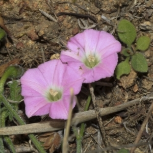 Convolvulus angustissimus subsp. angustissimus at Strathnairn, ACT - 17 Sep 2023 11:59 AM