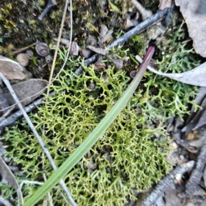 Thelymitra sp. at Stromlo, ACT - suppressed