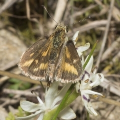 Taractrocera papyria (White-banded Grass-dart) at Ginninderry Conservation Corridor - 17 Sep 2023 by AlisonMilton