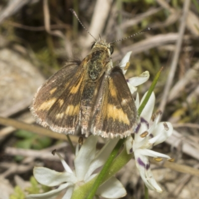 Taractrocera papyria (White-banded Grass-dart) at Strathnairn, ACT - 17 Sep 2023 by AlisonMilton