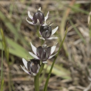 Wurmbea dioica subsp. dioica at Strathnairn, ACT - 17 Sep 2023