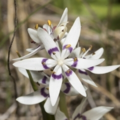 Wurmbea dioica subsp. dioica at Strathnairn, ACT - 17 Sep 2023