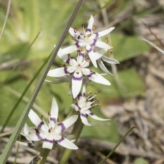 Wurmbea dioica subsp. dioica at Strathnairn, ACT - 17 Sep 2023